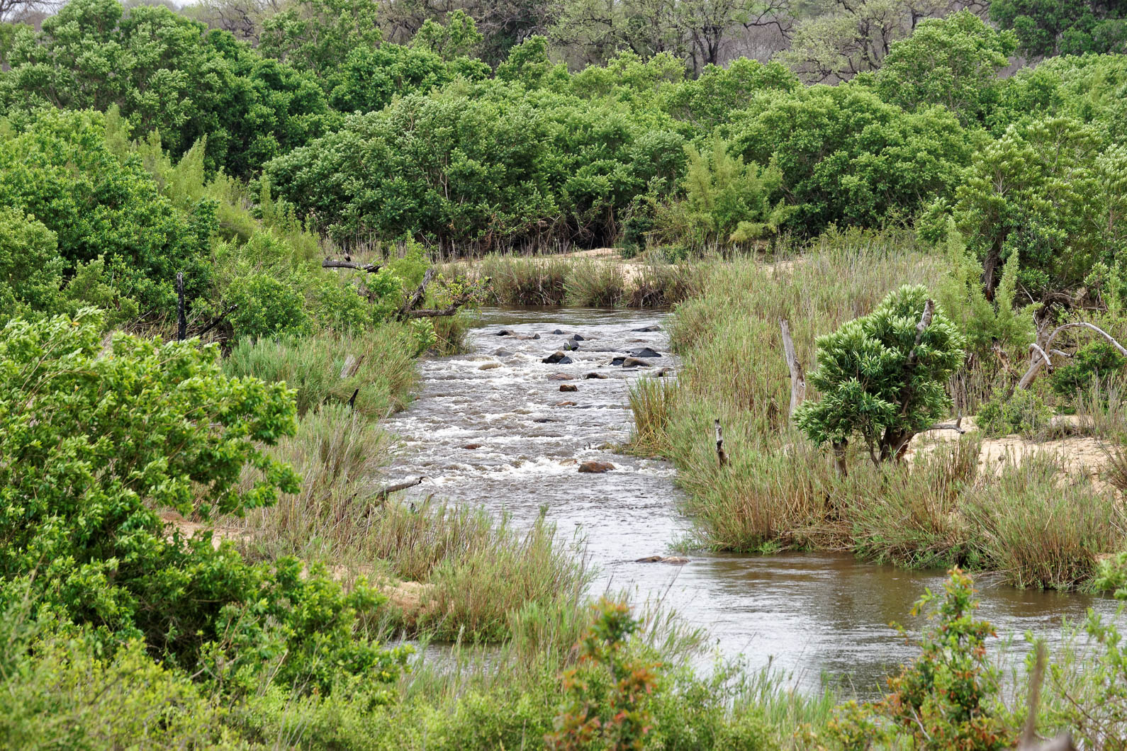 20161113 132131 Fast ausgetrockneter Fluß   sollte wesentlich breiter sein